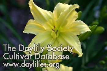 Daylily Fours Are Wild
